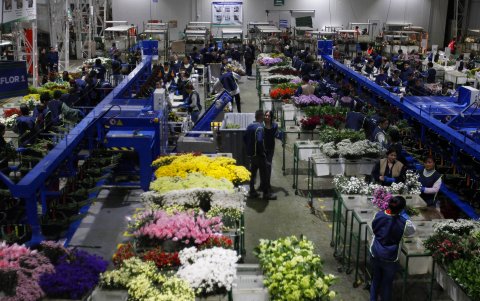 Empleados de la empresa Flores Isabelita trabajan en un cultivo de flores el 5 de mayo de 2023, en La Ceja (Colombia).