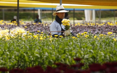 Más de tres millones de ramos que serán comercializados en EE. UU. en la celebración del Día de la Madre fueron cortados y empacados personas con algún grado de discapacidad, migrantes y minorías.