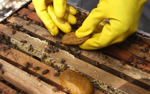 Labor. Un hombre usa una “torta proteica” en uno de sus panales de colmena.