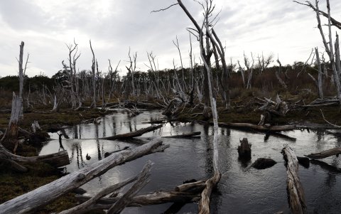 Un bosque nativo afectado por castores, el 14 de mayo 2023, en Puerto Williams (Chile).