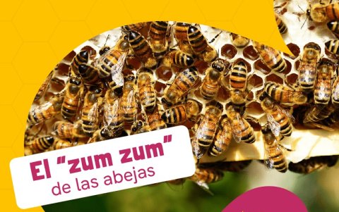 Podrán conocer el fascinante mundo de las abejas, y el valor de esta especie en el ecosistema.