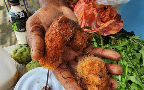 Frutos y raíces. Marco muestra una de las especias que este quinindeño utiliza en sus labores como médico naturalista.