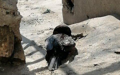 Ballenita es una de las playas donde se ha reportado el fenómeno de las aves muertas.