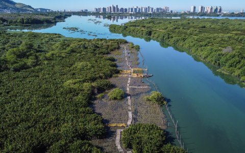 La imagen muestra una plantación de manglares a orillas de la Laguna de Camorim, el 16 de mayo de 2023, en Jacarépaguá, Río de Janeiro (Brasil)