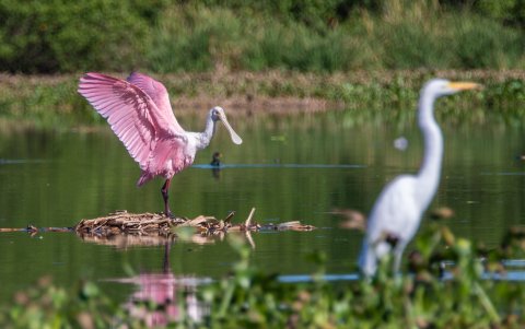 Un pájaro de la especie