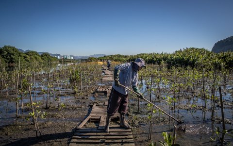 Un hombre trabaja en una plantación de manglares a orillas de la Laguna de Camorim, el 16 de mayo de 2023, en Jacarépaguá, Río de Janeiro (Brasil).