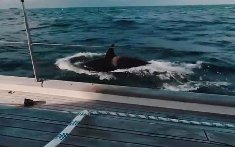 Gilbraltar se ha convertido en un escenario lleno de pánico por los recientes ataques de orcas a las embarcaciones.