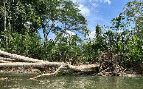 Solo el 30 de mayo ingresaron al país por medio del Tapón del Darién 790 migrantes.