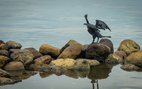 Un ave cubierta de petróleo en el lago de Maracaibo (Venezuela), el lunes 5 de junio.