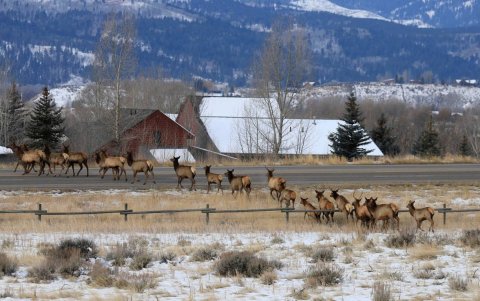 Una manada de alces salta una valla y cruza la carretera en Wyoming (EE UU).