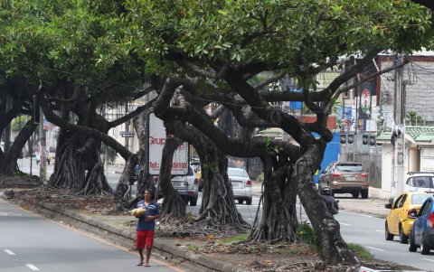 Avenida. En la avenida José Vicente Trujillo, los árboles de caucho brindan un ambiente fresco a lo largo de la vía, paisaje que se extiende a la Domingo Comín.