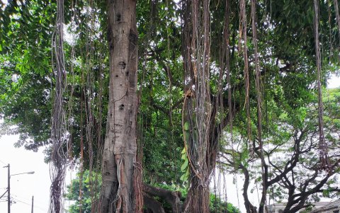 En algunos tramos del arbolado que está sobre la calle Vicente Trujillo hace falta limpieza.