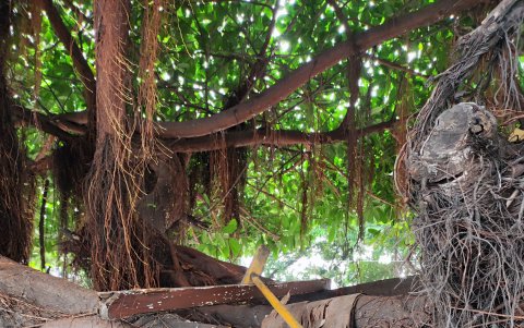 Lamentablemente, en las copas de los árboles dejan basura o materiales de limpieza.
