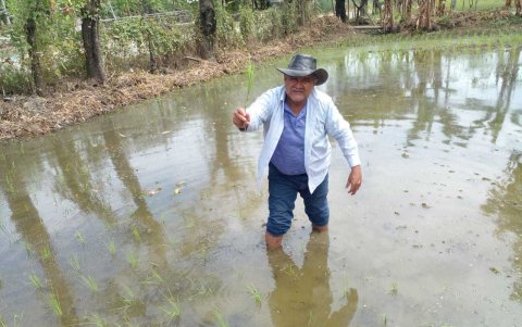 Hacienda. Las plantas sembradas ahora con la llegada del fenómeno de El Niño se pueden perder todas y eso provocaría escasez del alimento.