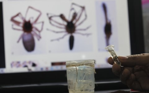 Las especies. Fueron exploradas por meses en los manglares de toda la Costa, hallando las arañas jamás registradas por la ciencia en Puná y Santay, en Guayaquil.