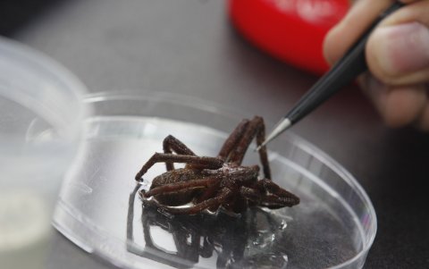 En Ecuador, 700 tipos de arañas  han sido registradas. Es posible que haya más. Que el manglar sea intransitable dificulta hacer estudios con más facilidad o rapidez.