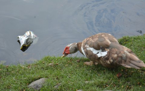 En el sitio se ha vuelto común ver a los patos nadar entre fundas de basura.