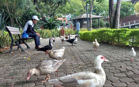 La ciudadanía exige más control en el sitio para preservar a las especies que por años permanecen y dan vida al Malecón.