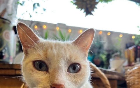 Maneki también recibe a los visitantes y es la más querida de la tienda.