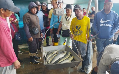 La libra del pez dorado ha bajado hasta en un 50 % por la abundancia que existe actualmente.