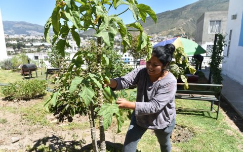 Variedades. Los vecinos han sembrado árboles frutales y verduras que abastecen a la comunidad