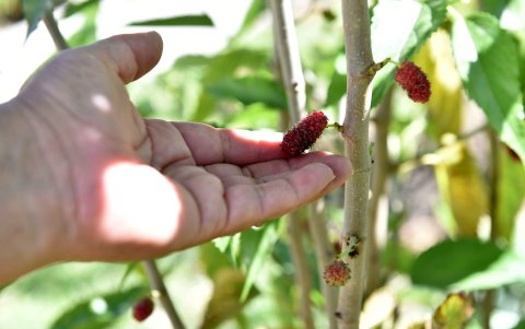 Moras. Entre las frutas que cultivan están estas