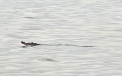 El animal fue visto desde la orilla por turistas que estaban en el sitio.