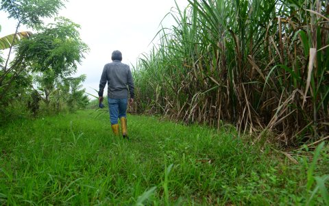 Tres Postes. El terreno tiene exceso de agua, crece la maleza y no se puede todavía empezar a cortar la caña de azúcar.