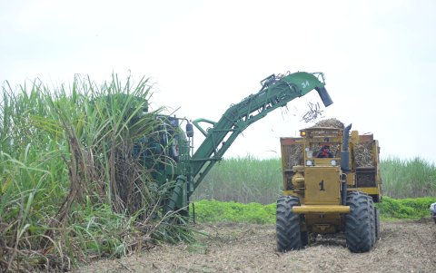 Marcelino Maridueña. El ingenio San Carlos inició la zafra de caña de azúcar.
