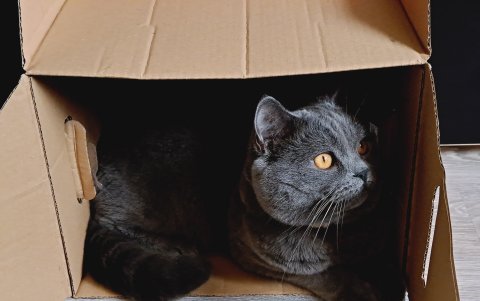 Un gato busca las cajas de cartón, para aclimatarse en tiempos de calor.