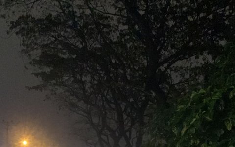 Daños. También se reportó, como ha pasado últimamente, la caída de árboles.