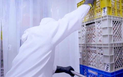 Empleo. Exportar a Bahamas hará que la firma San Isidro contrate a 150 personas más hasta fines de año.