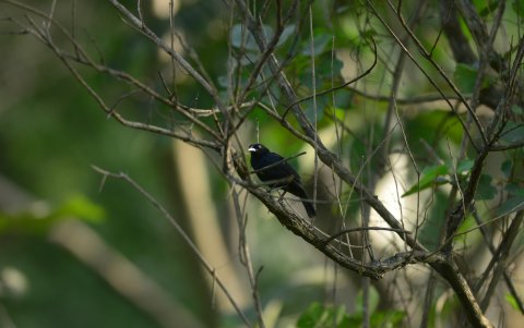 Aviturismo. Entre los pájaros que se puede observar está el cacique lomiamarillo.