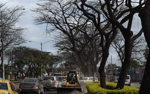 Sitio. Algunos árboles lucen sin hojas y otros han sido podados.