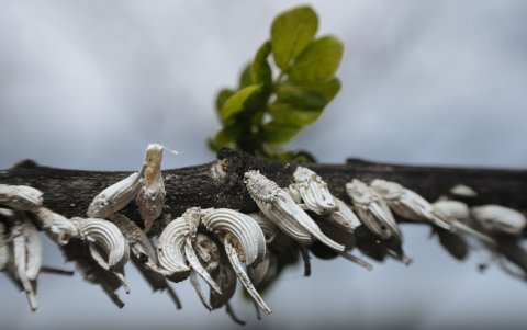 Mal. Basta recorrer la ciudad para notar la afectación por plagas.