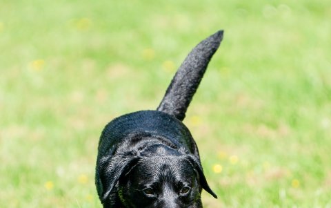 Uno de los peligros que corren los perros cuando salen a los parques, es lo que pueden encontrar. A veces hay animales muertos. Hay que prevenirlo.