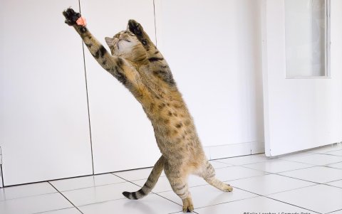 El fotógrafo Félix Larcher, participa con la foto del gato Bidule, quien las hace de portero de fútbol, intentando atrapar algo.