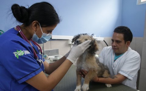 Autorizado. Los centros veterinarios, clínicas, peluquerías caninas podrían ser espacios donde se coloquen los chips de identificación