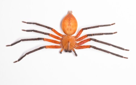 Investigadores de la Universidad San Francisco de Quito (USFQ) y del Instituto Nacional de Biodiversidad (Inabio) han descubierto a la araña cangrejo gigante, una especie no registrada en el país.