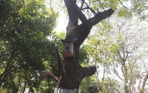 Nido. Las aves ya no llegan a los nidos construidos en los troncos de los arbustos.