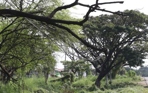Enredadera. Los cables se cruzan entre las ramas y reposan en ellas.