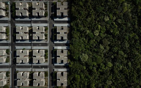 Panorama. El avance de la ciudad deja a un macaco aislado entre la selva de cemento que crece a su alrededor.