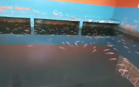 En los operativos se encontró hasta una piscina de tilapia en la Penitenciaría del Litoral.