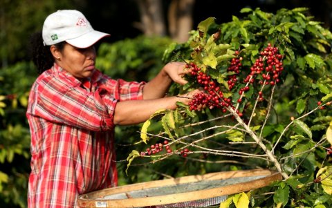 Agricultura. Una recolectora de granos de café.