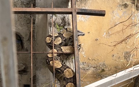 Esta es la serpiente que fue reportada por la política guayaquileña Martha de Roldós, a quien la especie le llegó a su casa.