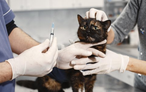 Según el veterinario José Jaramillo, las enfermedades renales son muy frecuentes, tanto en perros como en gatos, sin embargo, los dos tienen condiciones médicas diferentes.