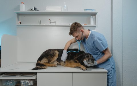 La tendencia moderna es la dieta BARF (compuesto de vegetales y proteínas)