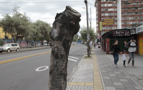 Irreconocibles. En la avenida 6 de Diciembre, solo en una cuadra, había cuatro árboles de los que solo quedó el tronco. El Cabildo dijo que no fue su intervención.