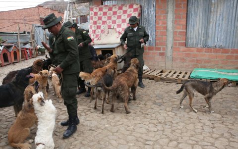 Perros reciben instrucciones de policías dentro del albergue para animales de los hermanos Vallejo, el 11 de agosto de 2023, en La Paz (Bolivia).