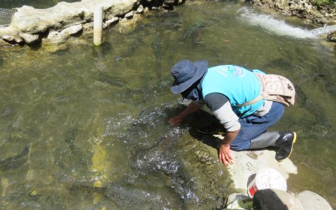 Washington Aisalla, muestra a las truchas que nadan en un piscina junto al río Daldal.